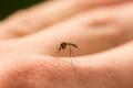 15 03 le verdon moustique 