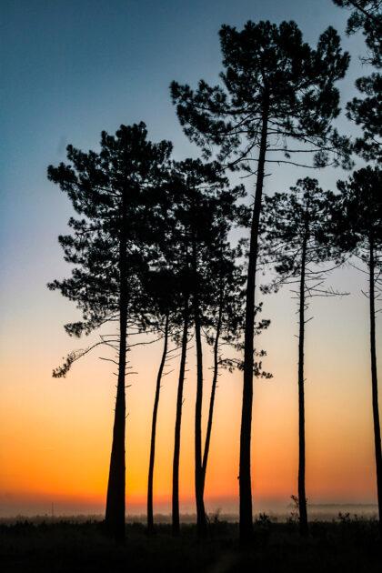Phivignes2 420x630